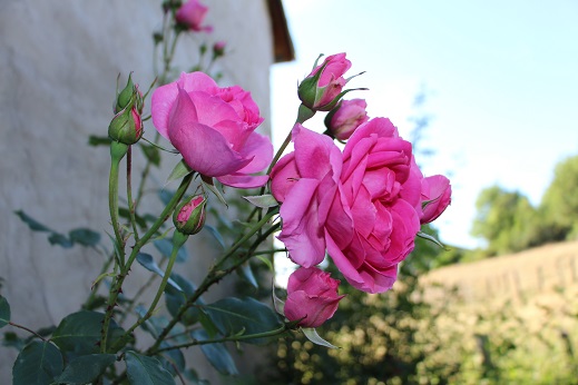 roses de la Siestou